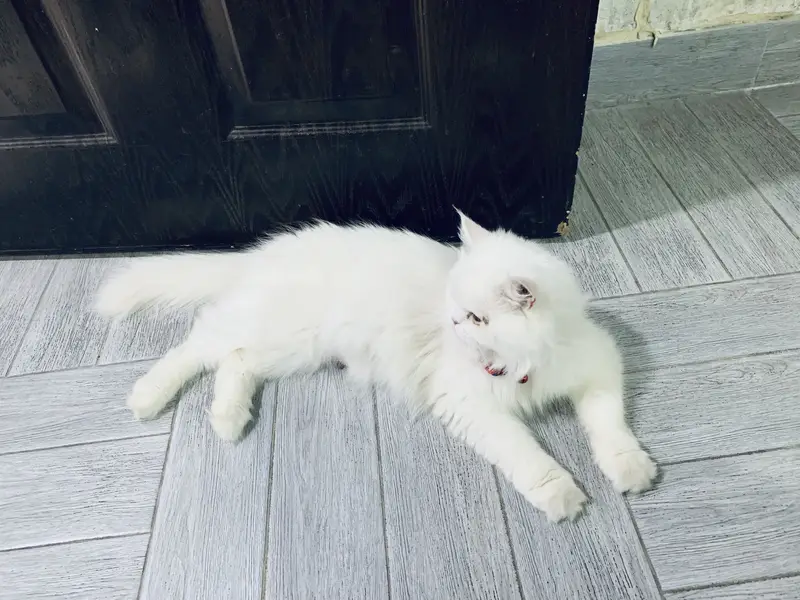 Persian female healthy and active — photo 2