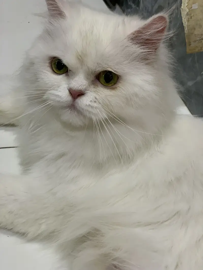 Persian female healthy and active — photo 3