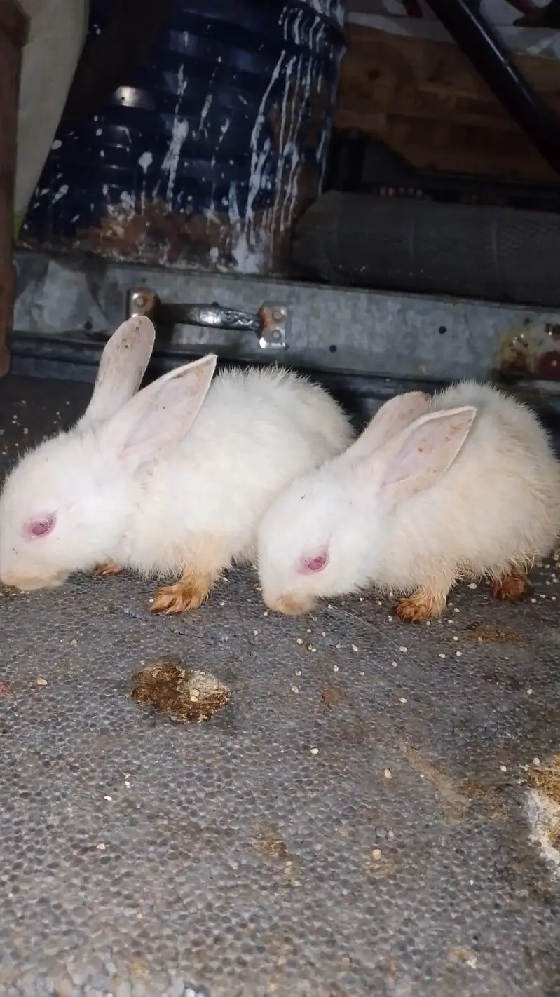 rabbit for sale hai