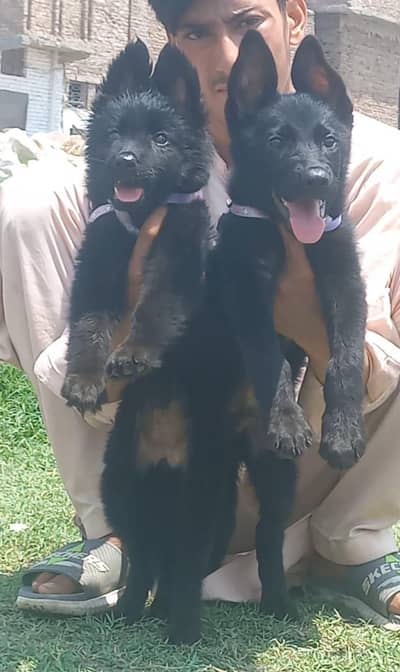 Jerman shefard Pior 2 month 10 days top quality long hair for sale