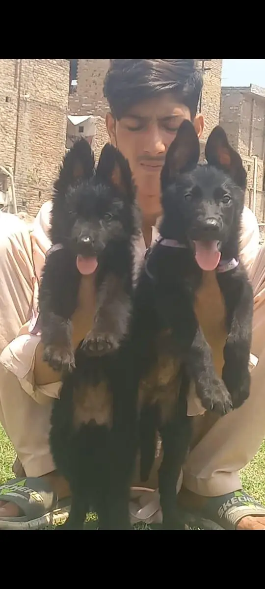Jerman shefard Pior 2 month 10 days top quality long hair for sale — photo 3