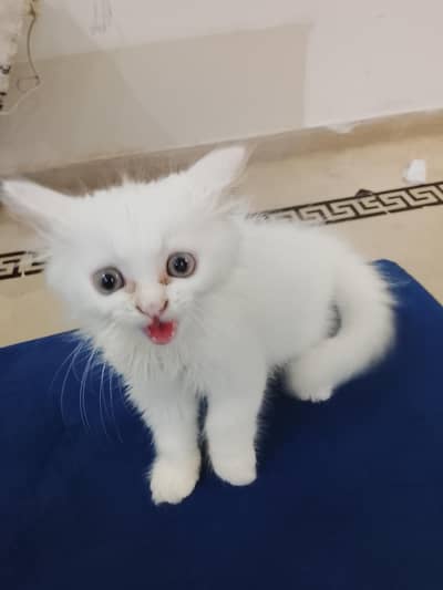 a pure white pursian cat with blue eyes and liter trained