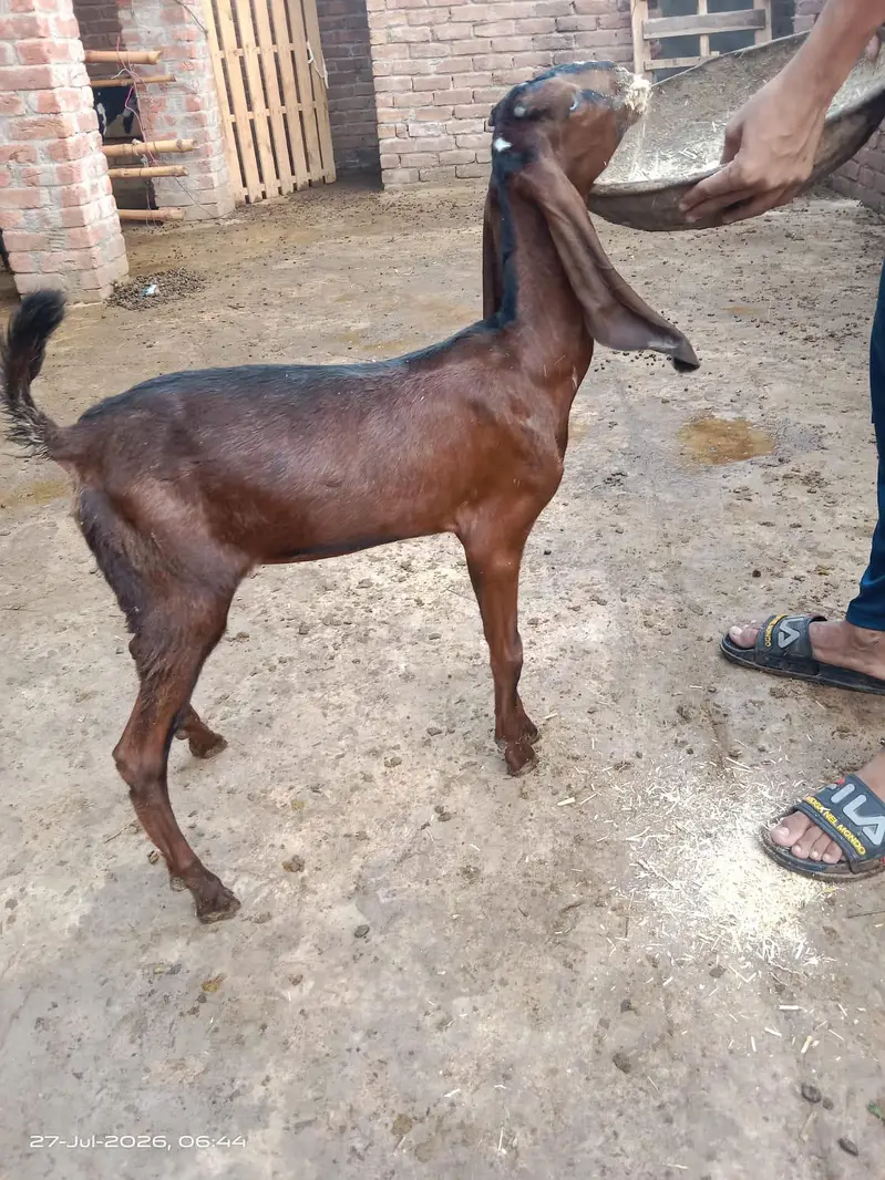 nagri patho ka jora — photo 2