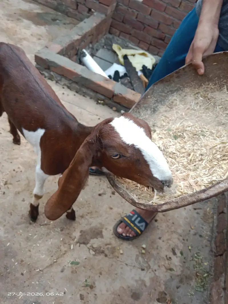 nagri patho ka jora — photo 3