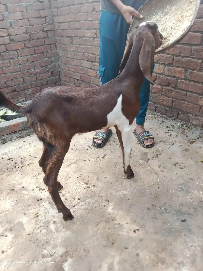 nagri patho ka jora — photo 4