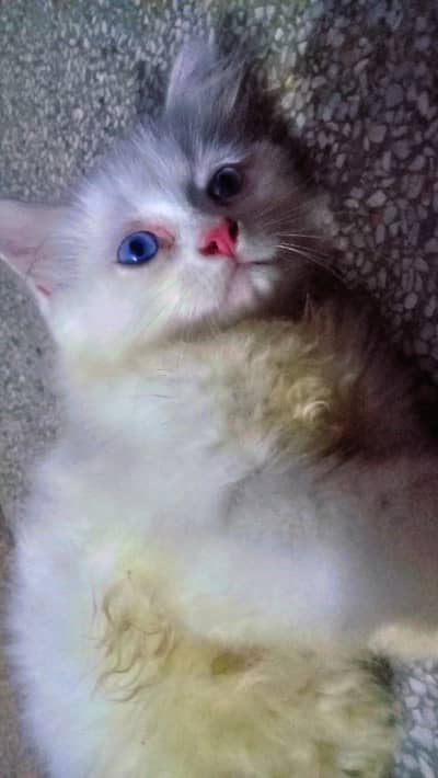 blue eyes persion male cat