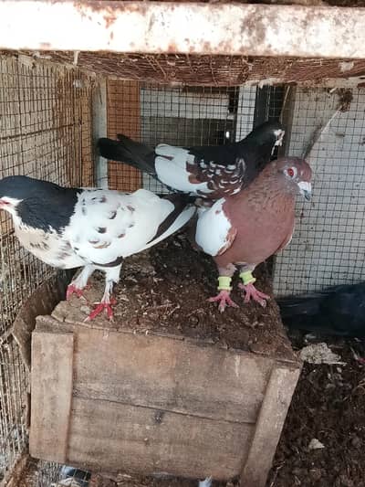 Pigeons Qasid Sherazi Karbalai