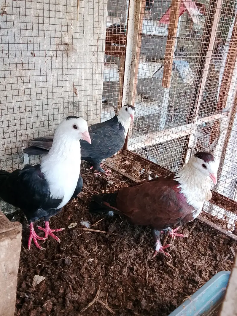 Pigeons Qasid Sherazi Karbalai — photo 2