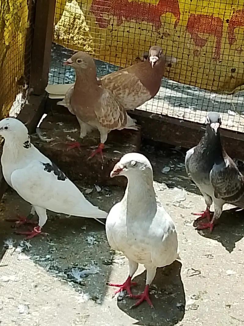 Pigeons Qasid Sherazi Karbalai — photo 3