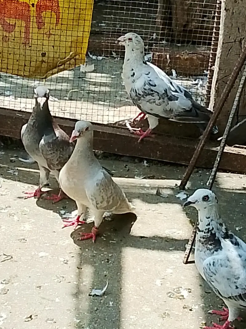 Pigeons Qasid Sherazi Karbalai — photo 4