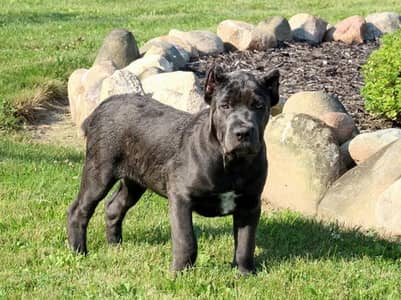 Cane Corso Puppy | Cane Corso Puppies | Dog for sale