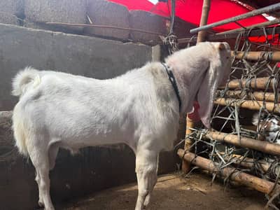 gulabi breeder male barey wajood ma hai video available