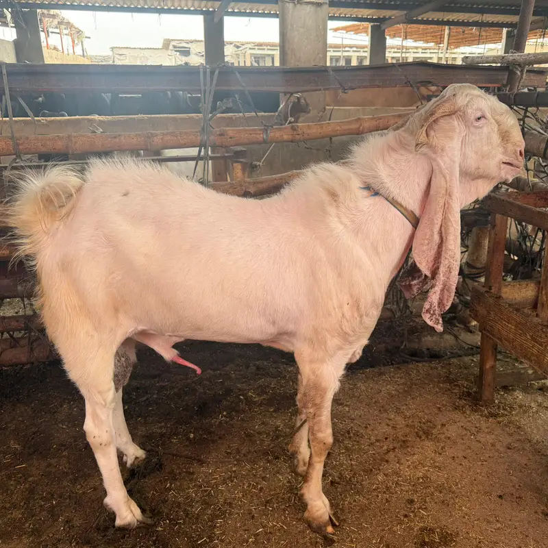 gulabi breeder male barey wajood ma hai video available — photo 2