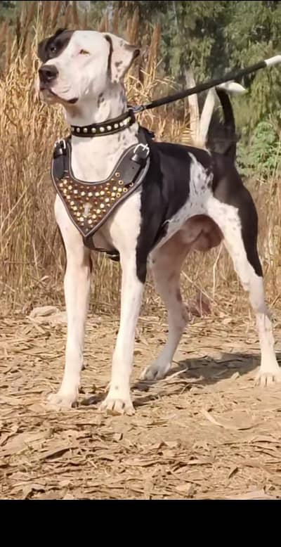 1 Year Old Bully Dog | Vaccinated | Healthy Male | Non Pedigree