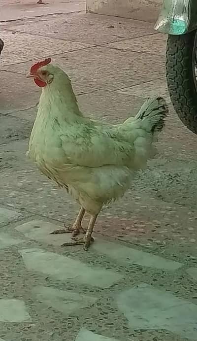 Golden Misri