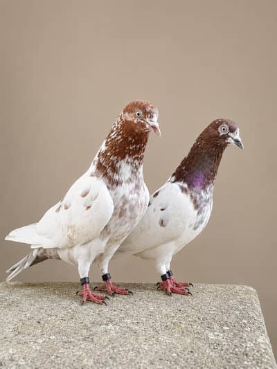 Lakha/Taddy