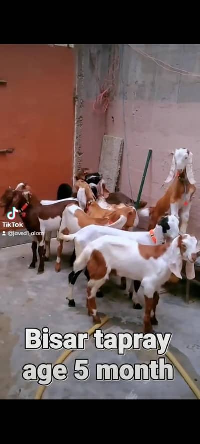 bakra bakri goat