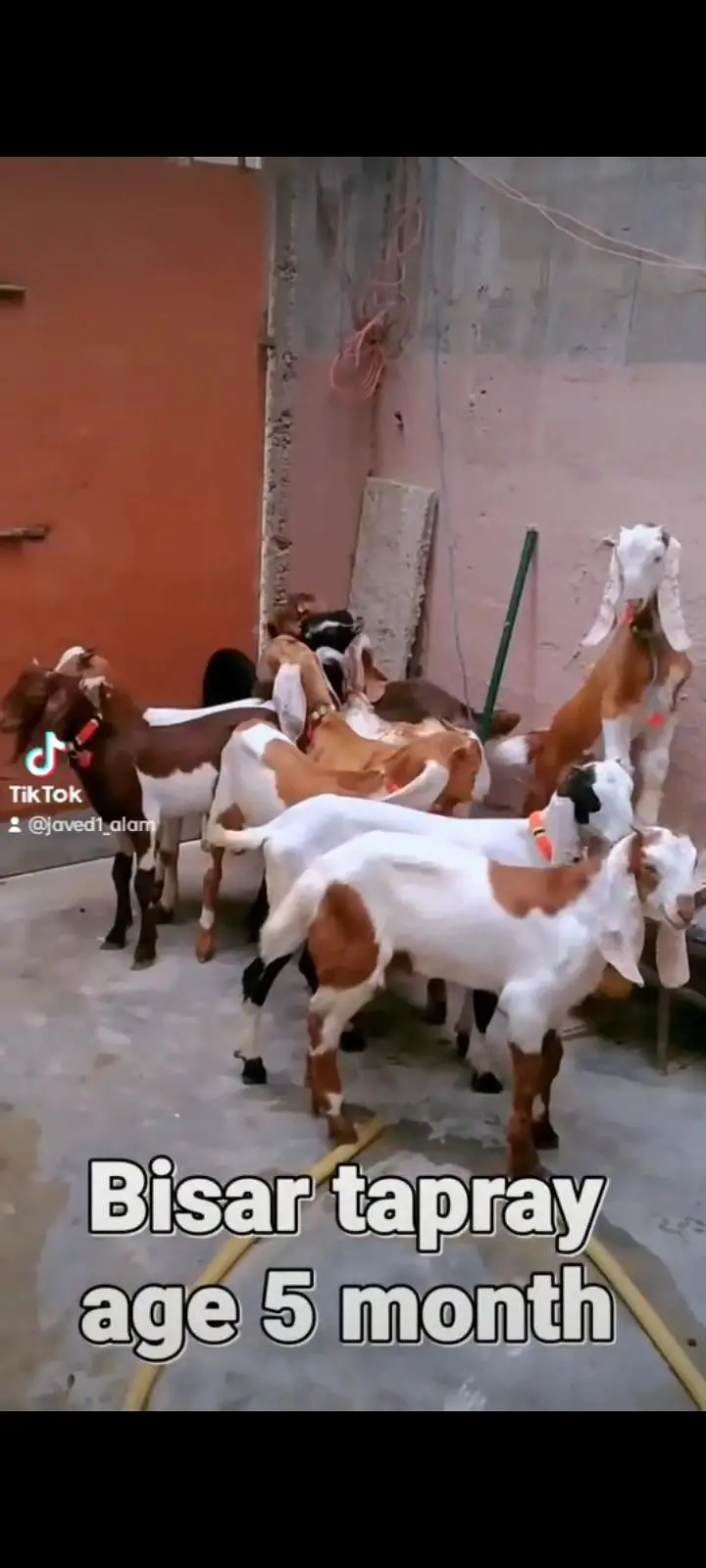 bakra bakri goat