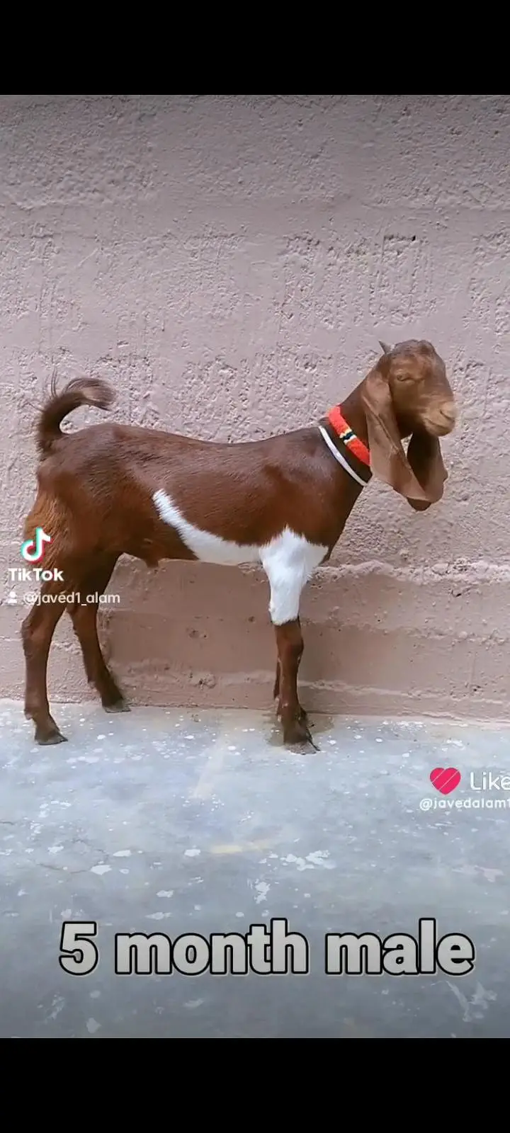 bakra bakri goat — photo 2