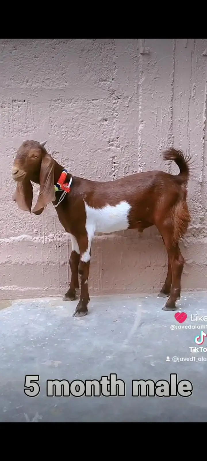 bakra bakri goat — photo 3