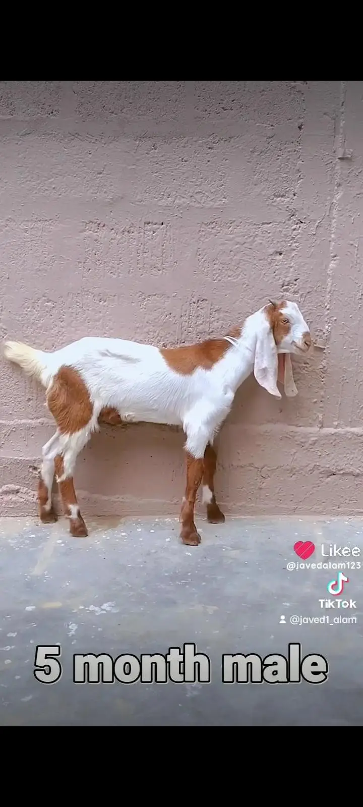 bakra bakri goat — photo 6