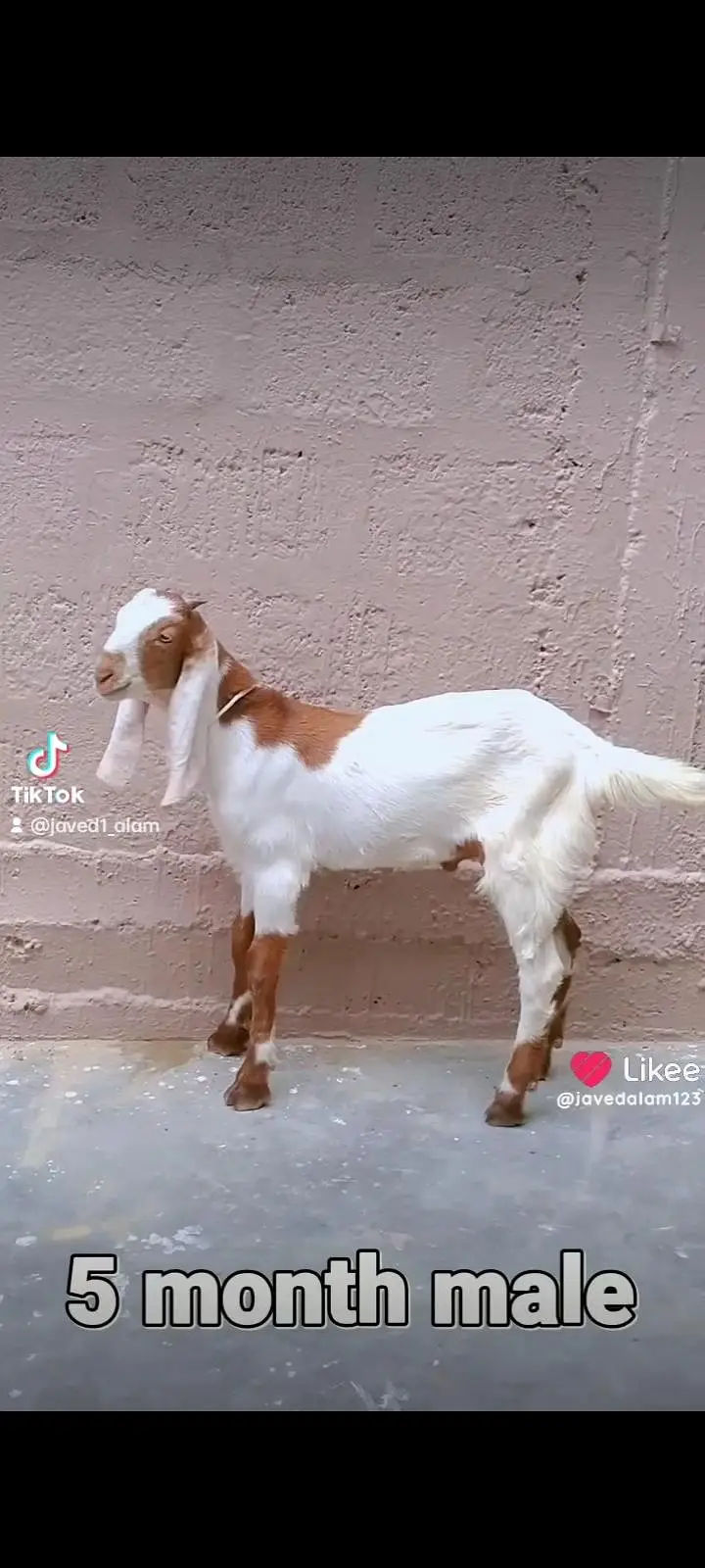 bakra bakri goat — photo 7