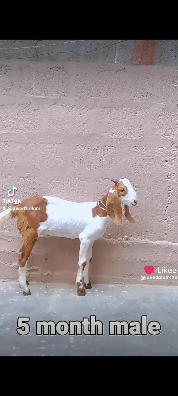 bakra bakri goat — photo 8