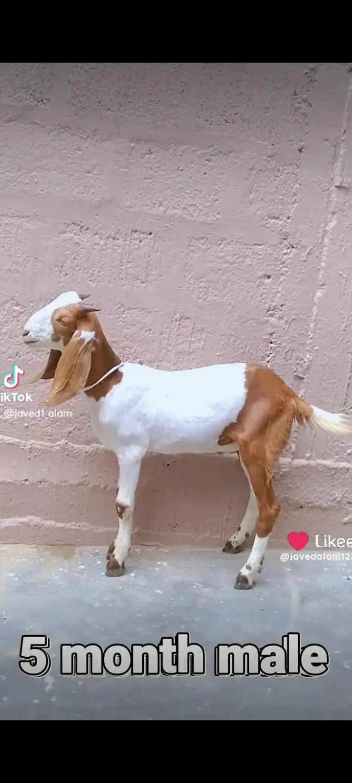 bakra bakri goat — photo 9