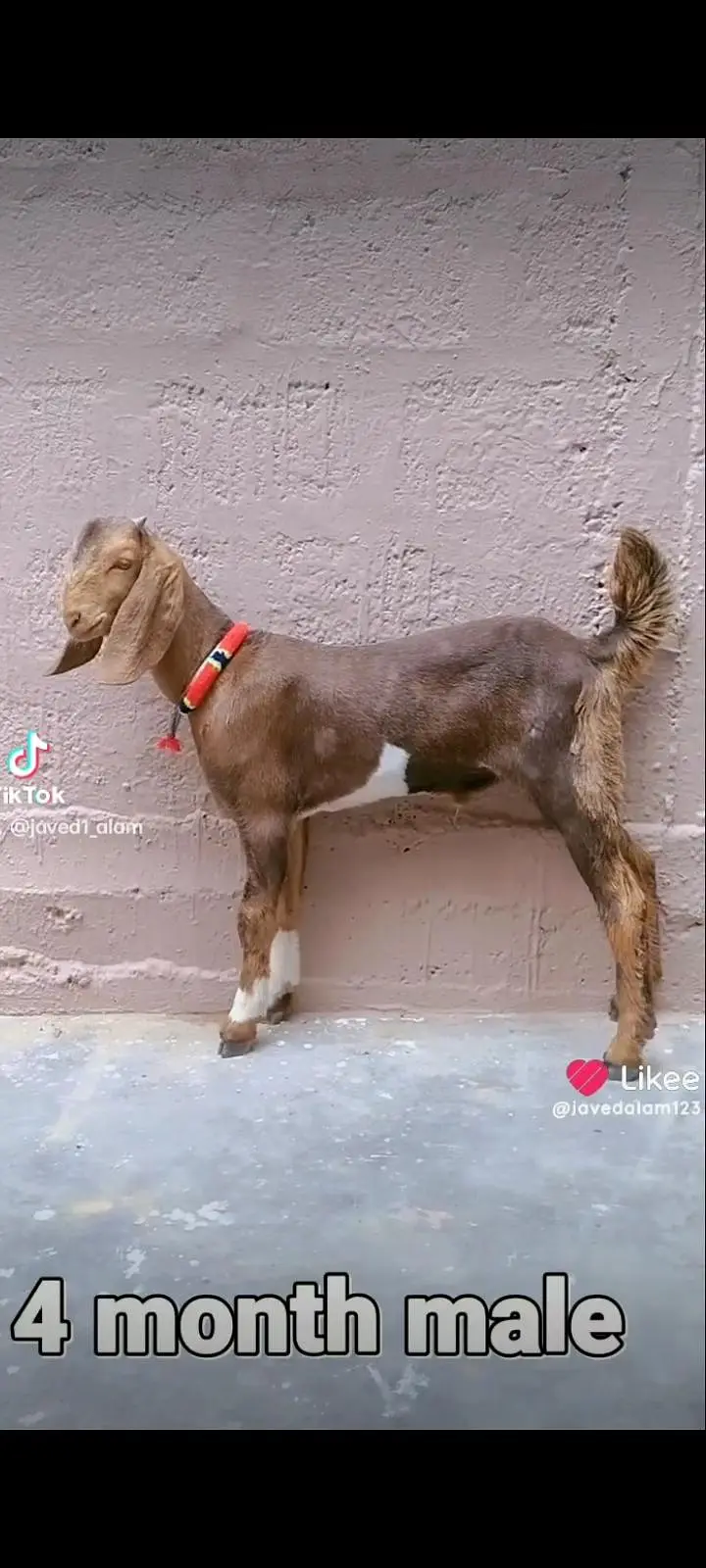 bakra bakri goat — photo 10