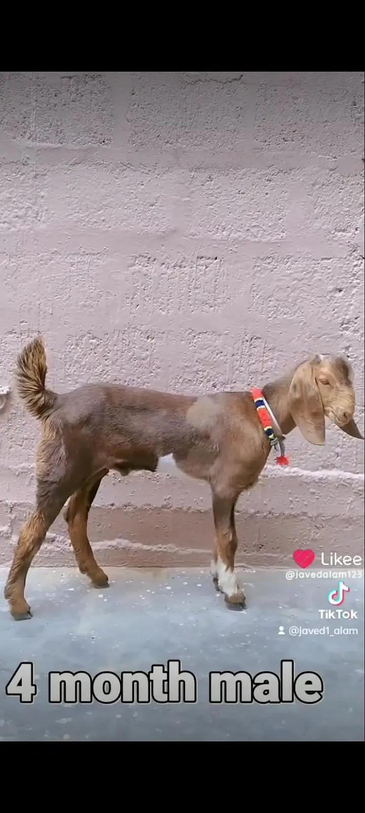 bakra bakri goat — photo 11