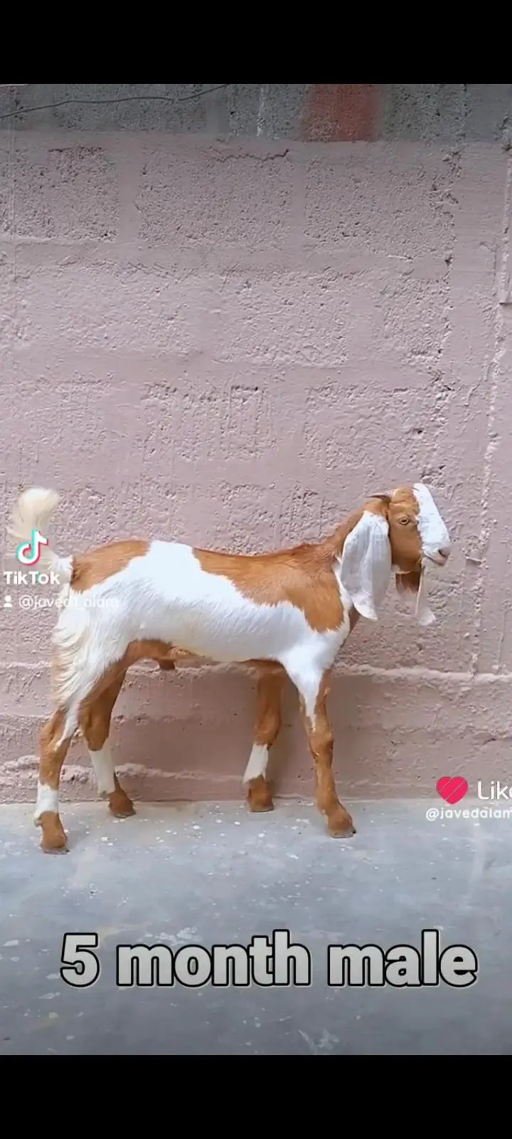 bakra bakri goat — photo 12