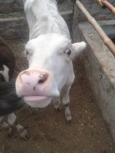 pure white bachra for sale