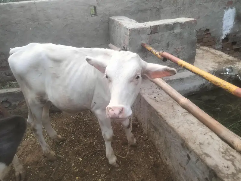 pure white bachra for sale — photo 2