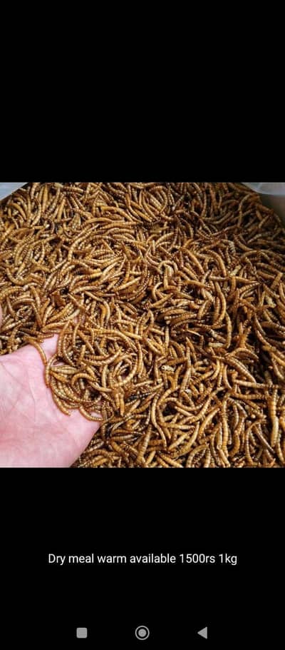 Dried Meal Worms for Birds