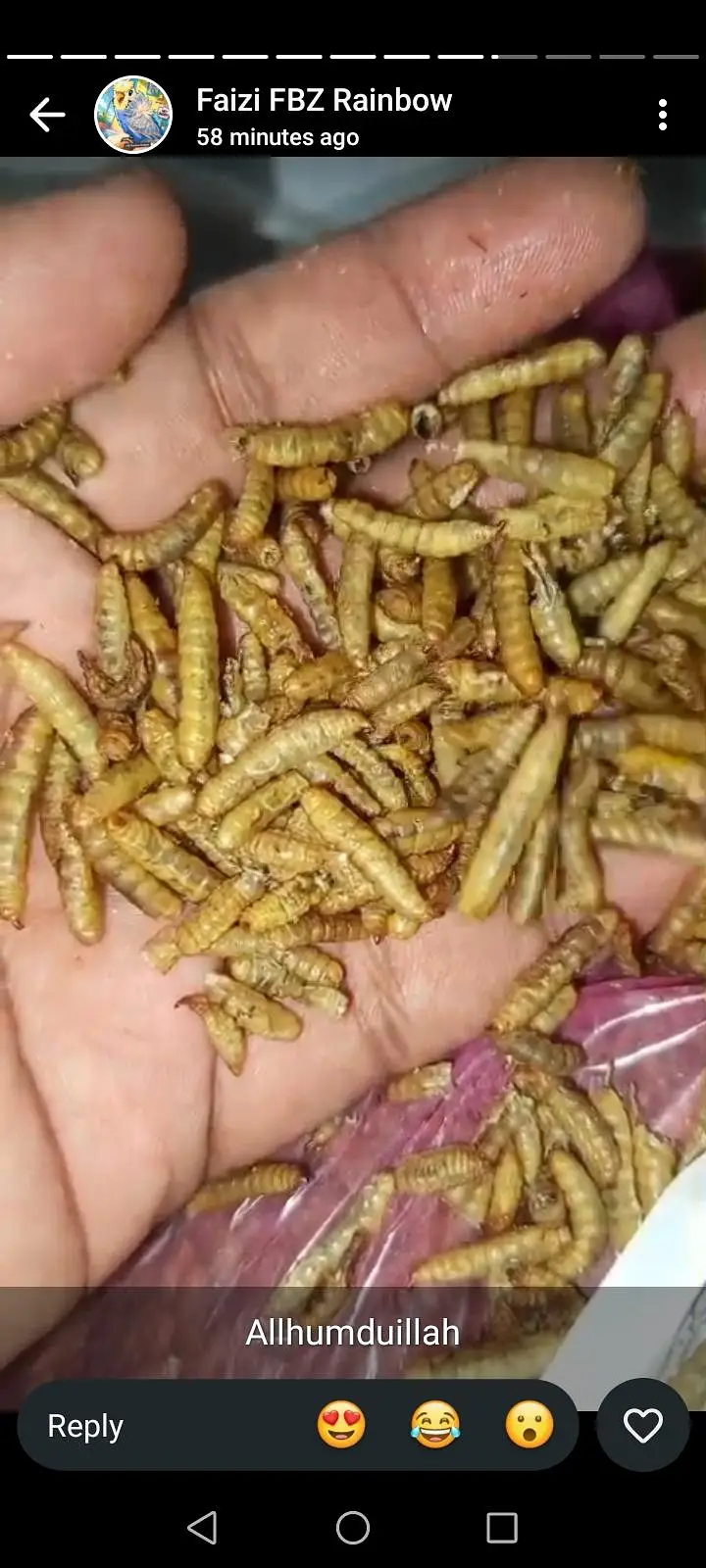 Dried Meal Worms for Birds — photo 2