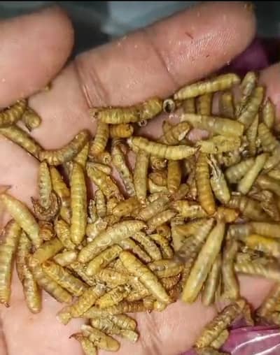 Dried Meal Worms for Birds