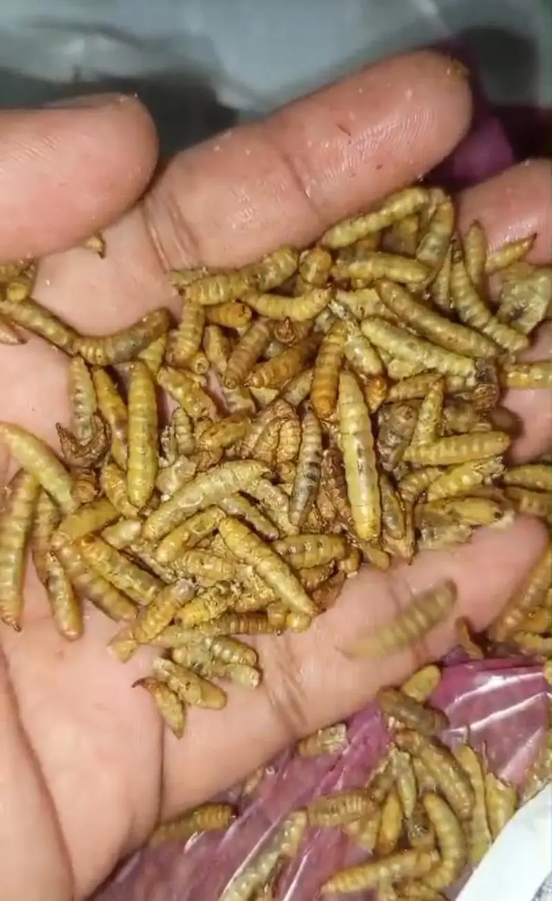 Dried Meal Worms for Birds — photo 4