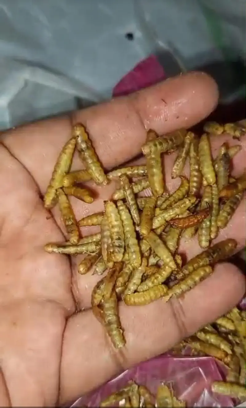 Dried Meal Worms for Birds — photo 5