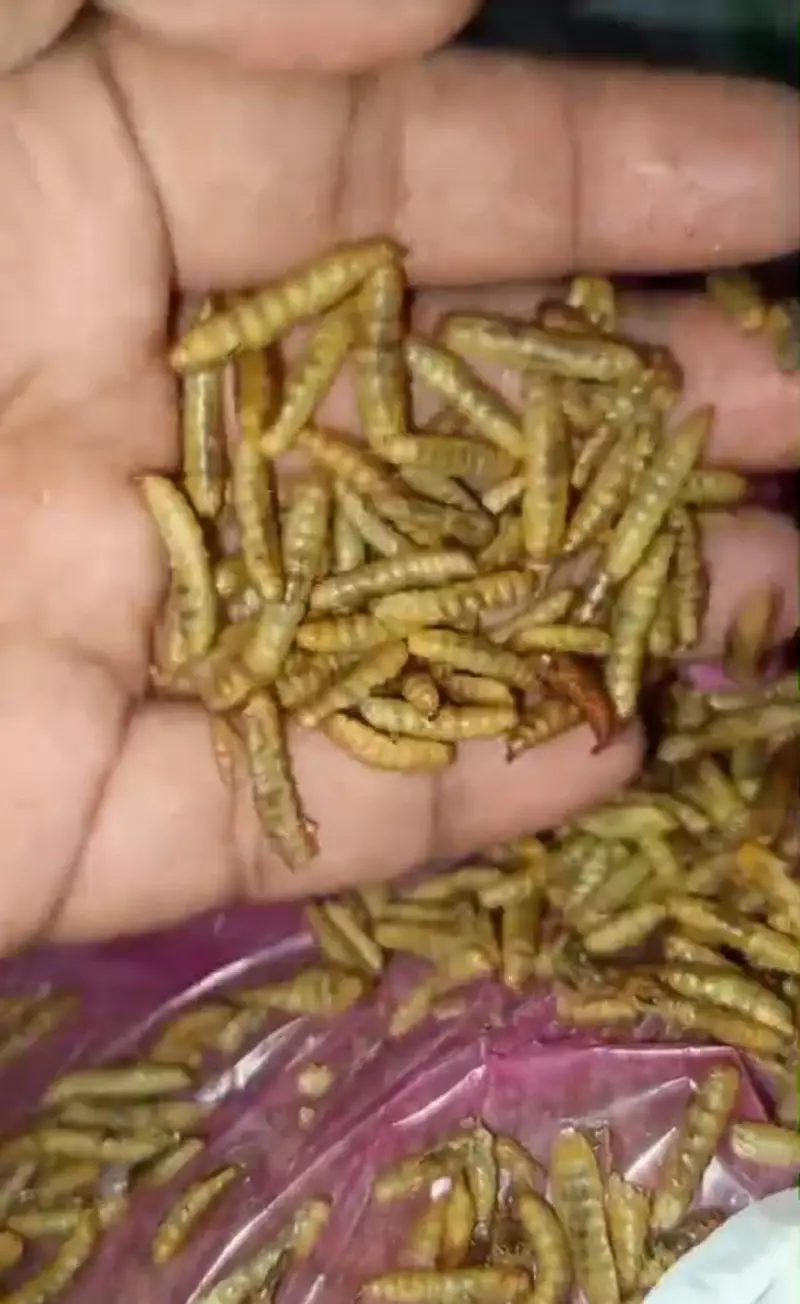 Dried Meal Worms for Birds — photo 6