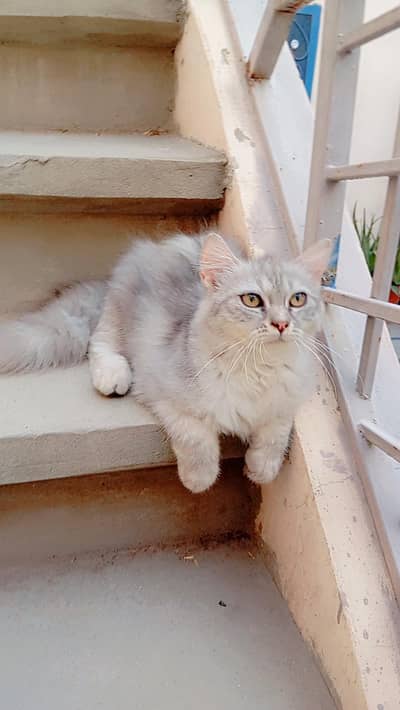 Grey and White Persian Kitten for sale | Beautiful Doll Face