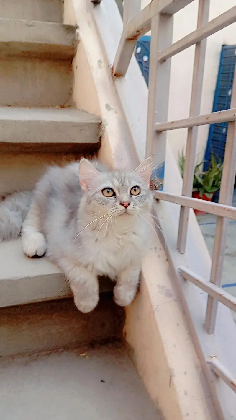 Grey and White Persian Kitten for sale | Beautiful Doll Face — photo 2