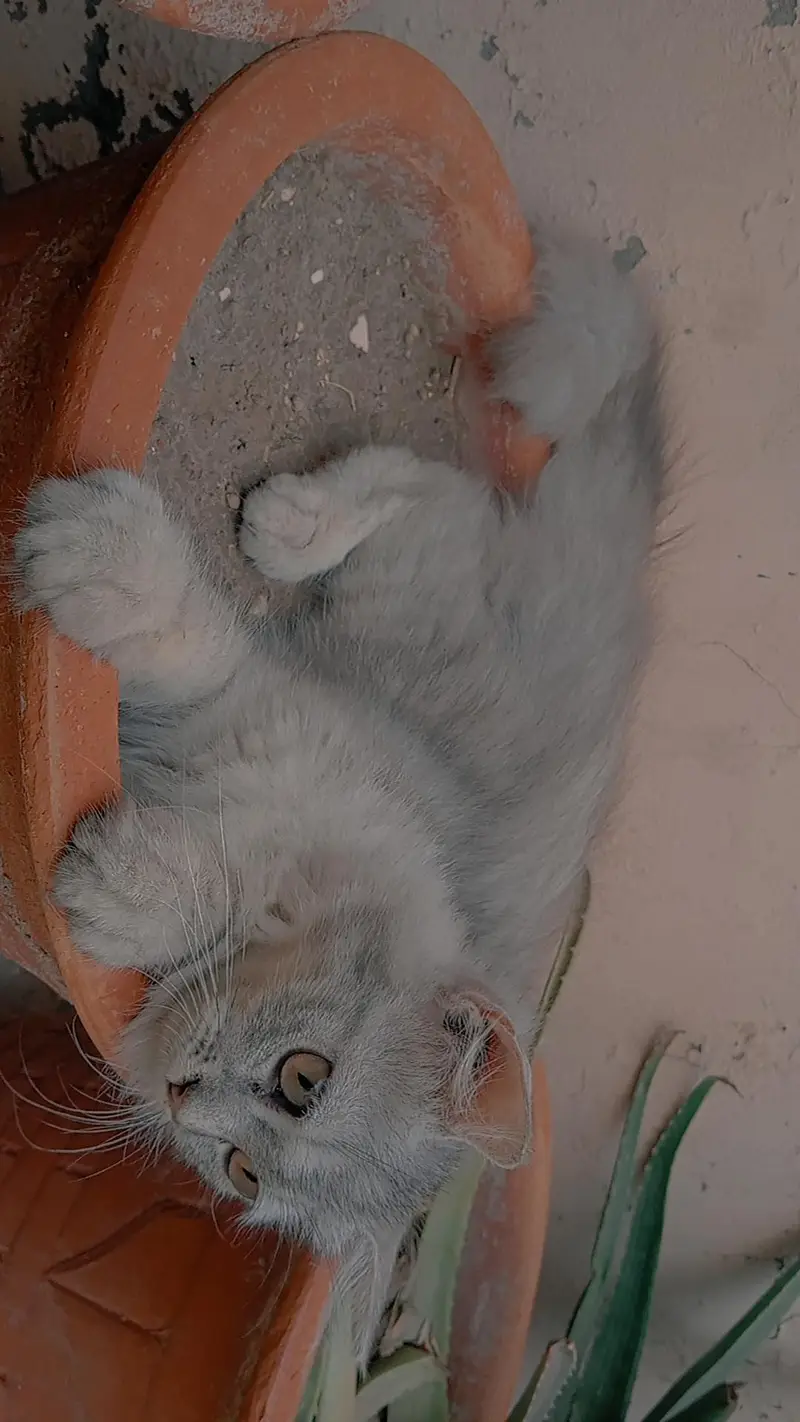 Grey and White Persian Kitten for sale | Beautiful Doll Face — photo 5