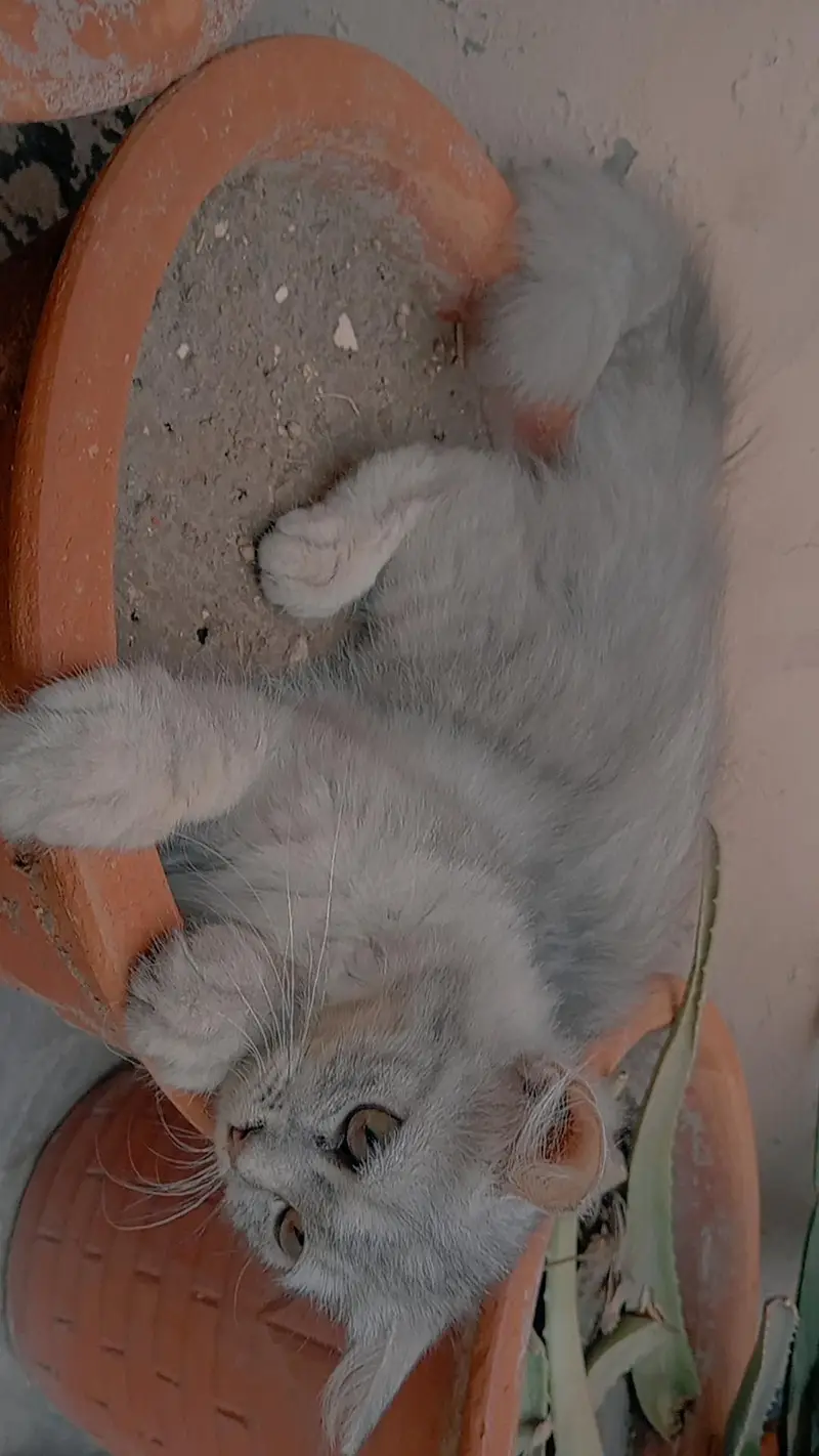 Grey and White Persian Kitten for sale | Beautiful Doll Face — photo 7