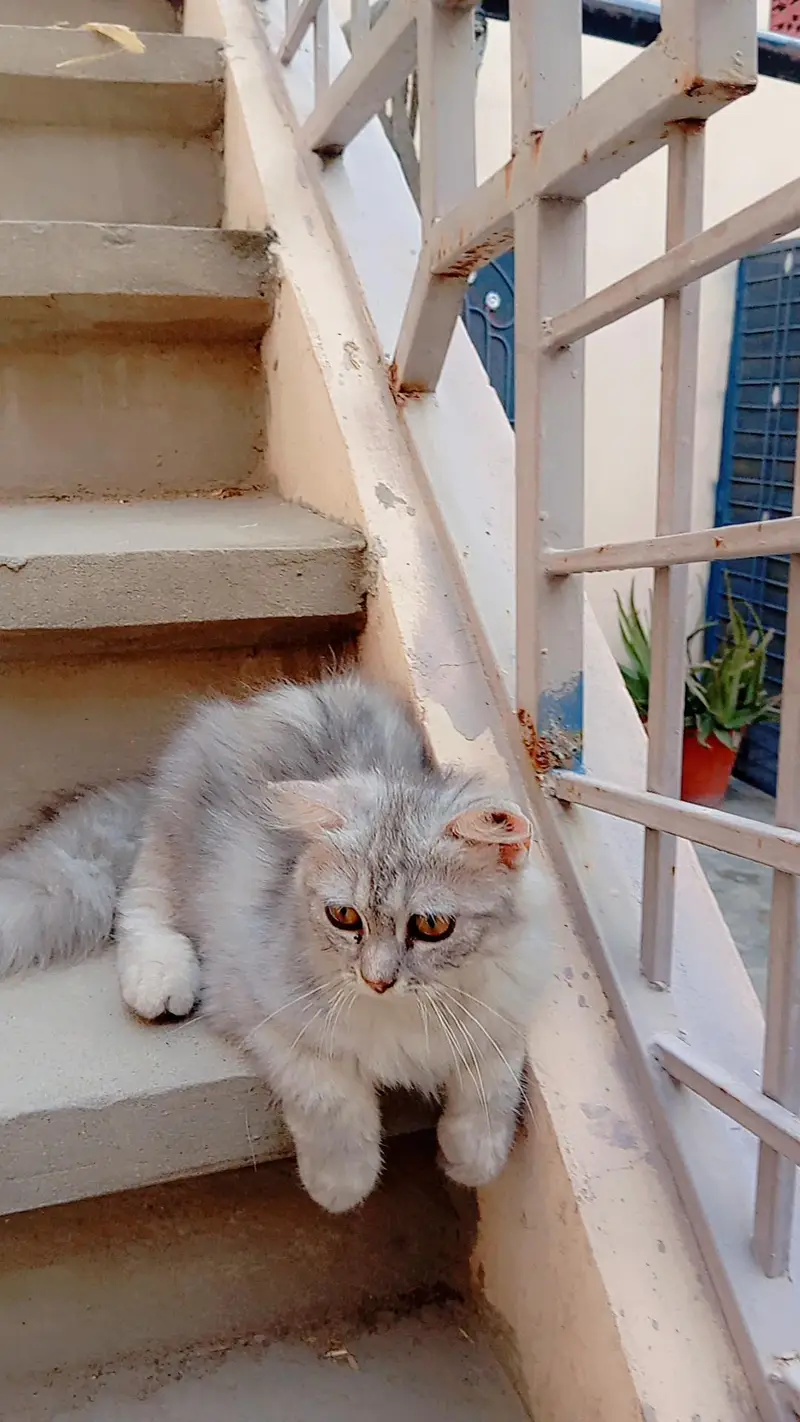 Grey and White Persian Kitten for sale | Beautiful Doll Face — photo 8