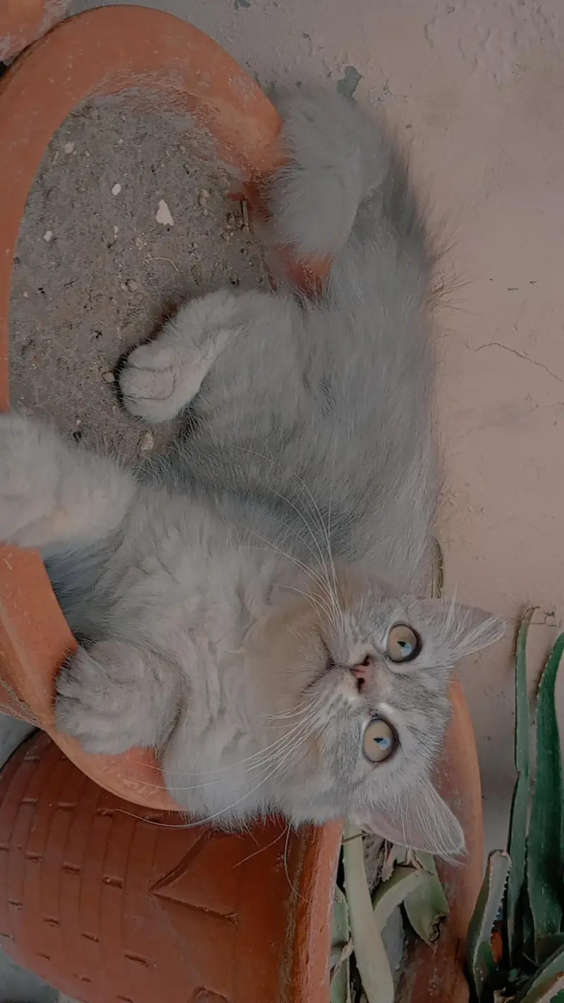 Grey and White Persian Kitten for sale | Beautiful Doll Face — photo 9