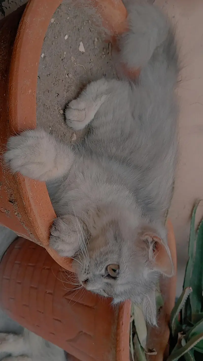 Grey and White Persian Kitten for sale | Beautiful Doll Face — photo 10