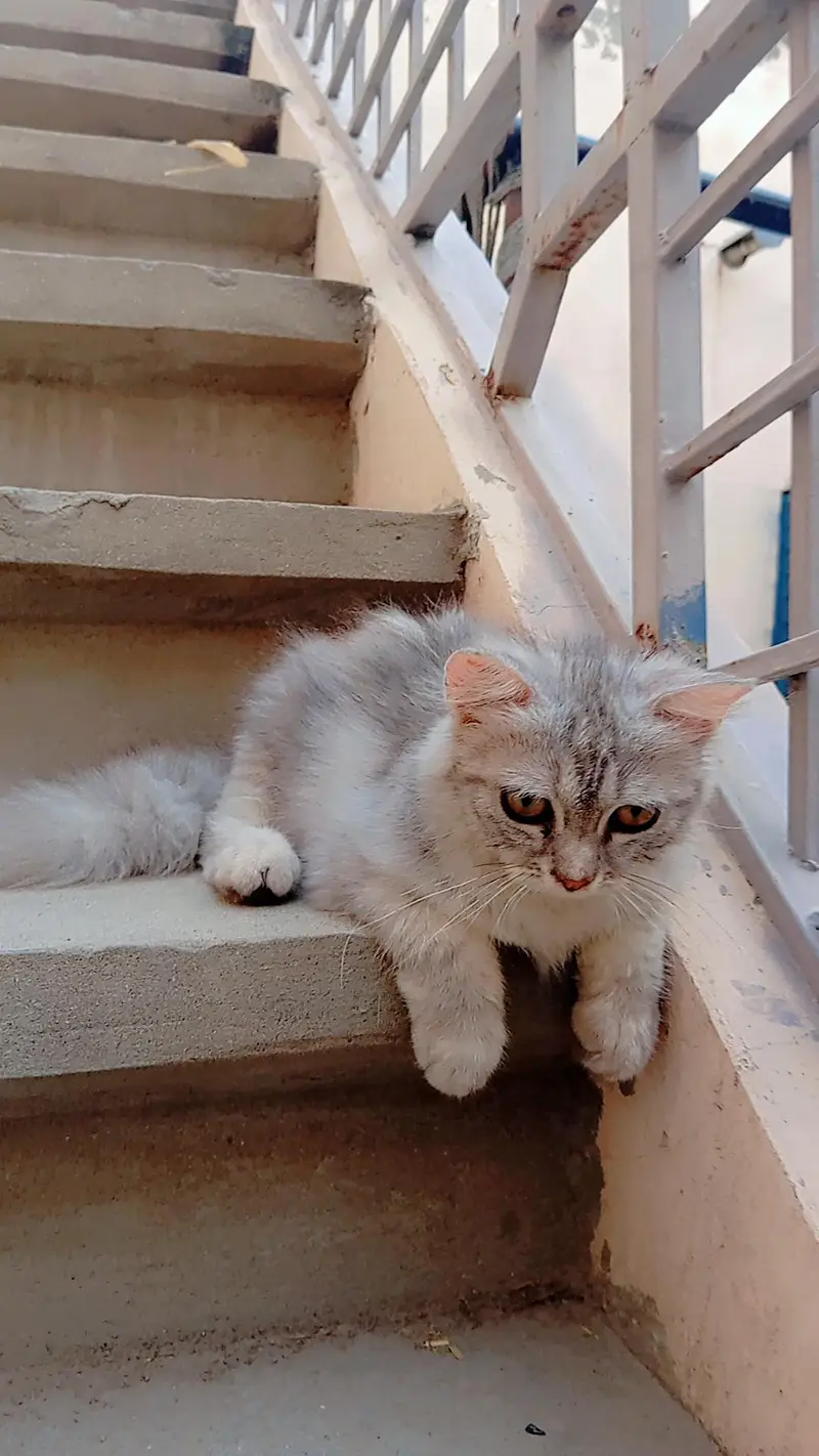 Grey and White Persian Kitten for sale | Beautiful Doll Face — photo 11