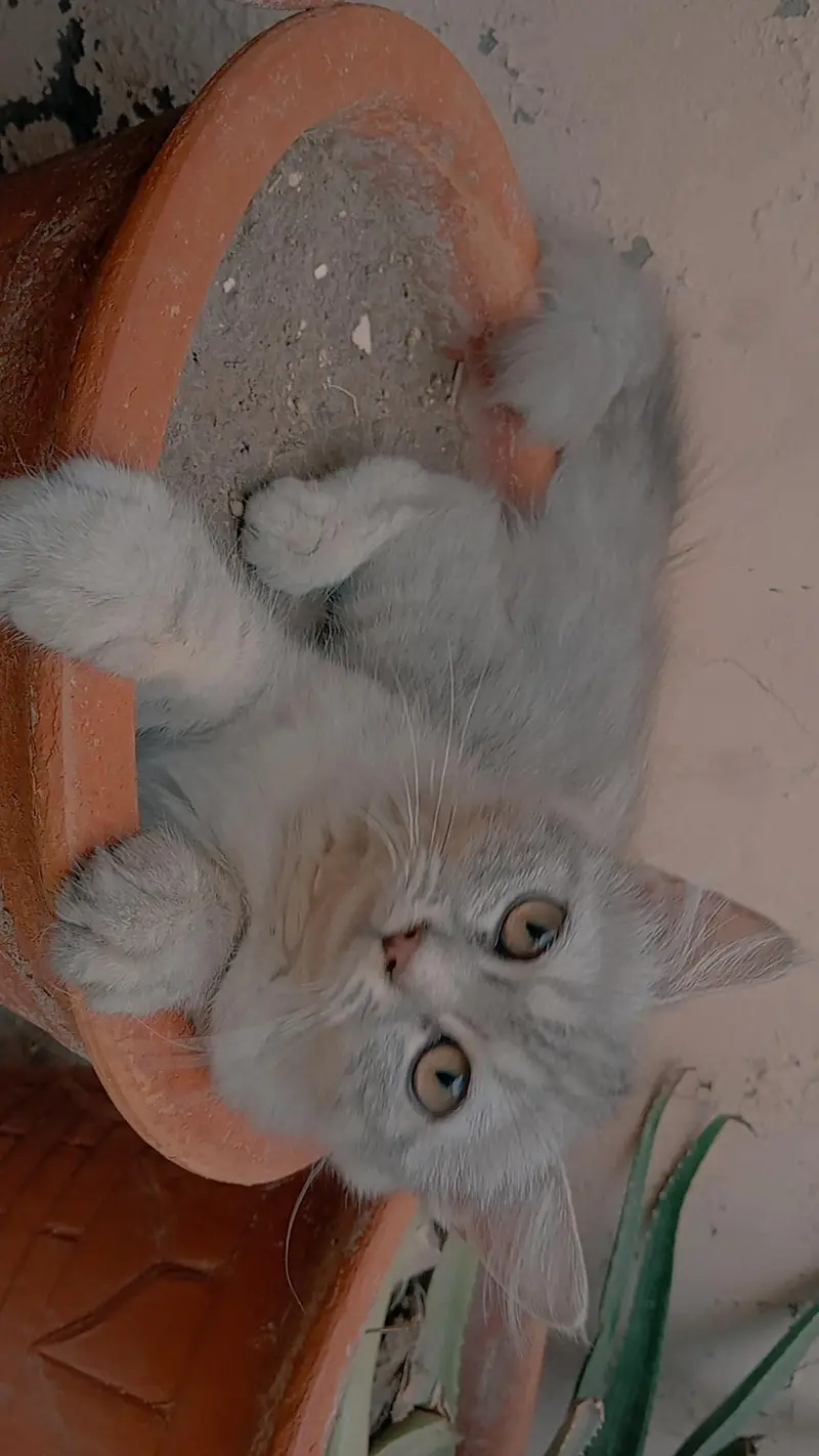 Grey and White Persian Kitten for sale | Beautiful Doll Face — photo 12