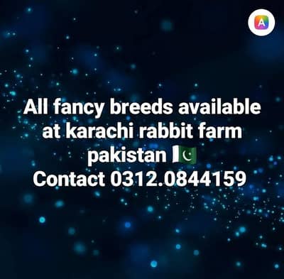 dwraf  all fancy rabbit available at Karachi 0312.0844159