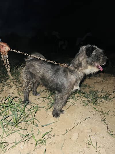 Poddle female black